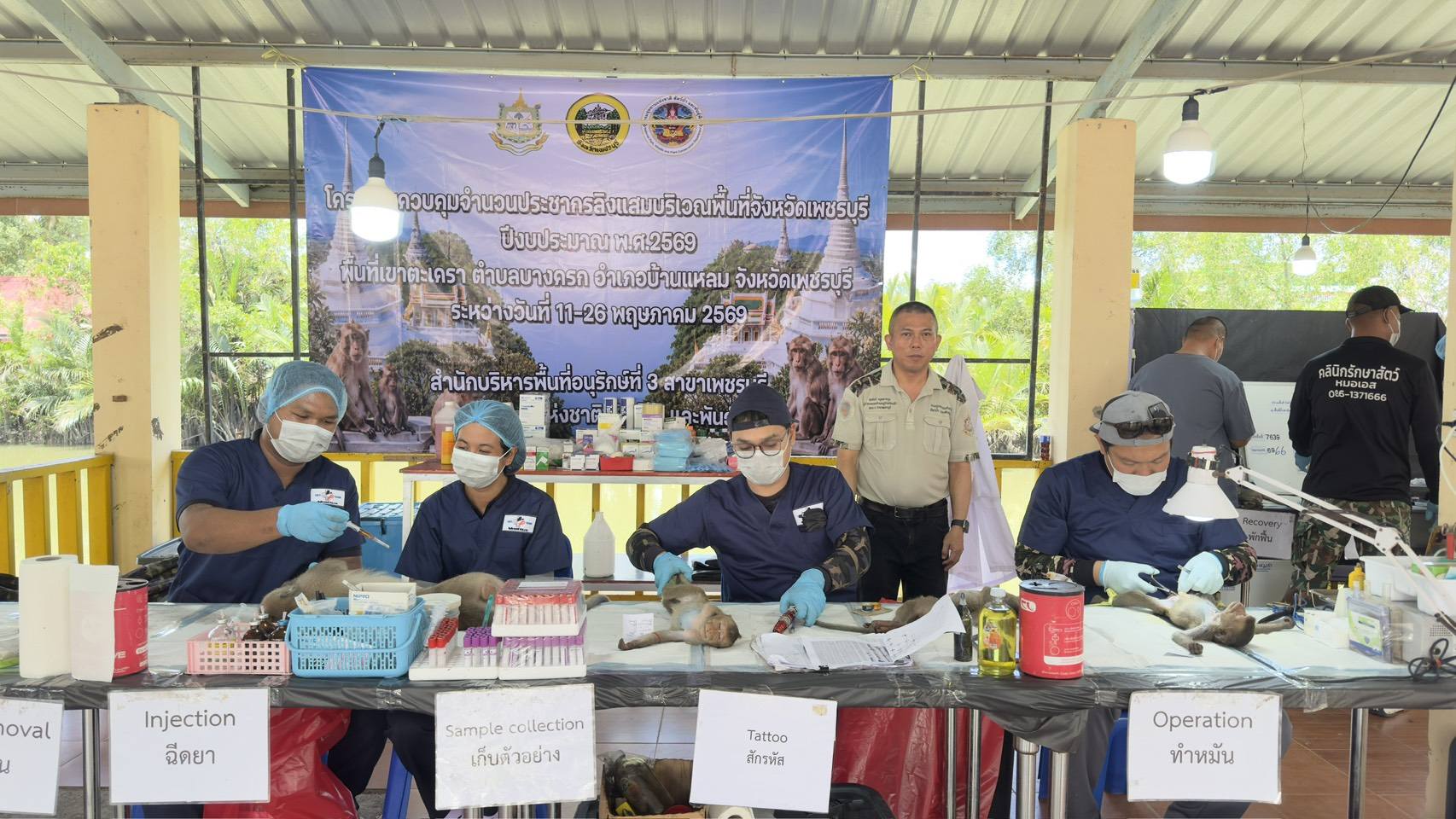 สำนักบริหารพื้นที่อนุรักษ์ที่ 3 (สาขาเพชรบุรี) เปิดปฏิบัติการดักจับและทำหมันลิงแสมครั้งที่ 2 ประจำปีงบประมาณ 2569 ณ วัดเขาตะเคราและถ้ำเขาย้อย มุ่งเป้าคุมประชากรให้สมดุลและยกระดับความปลอดภัยด้านสุขอนามัยให้คนในชุมชน