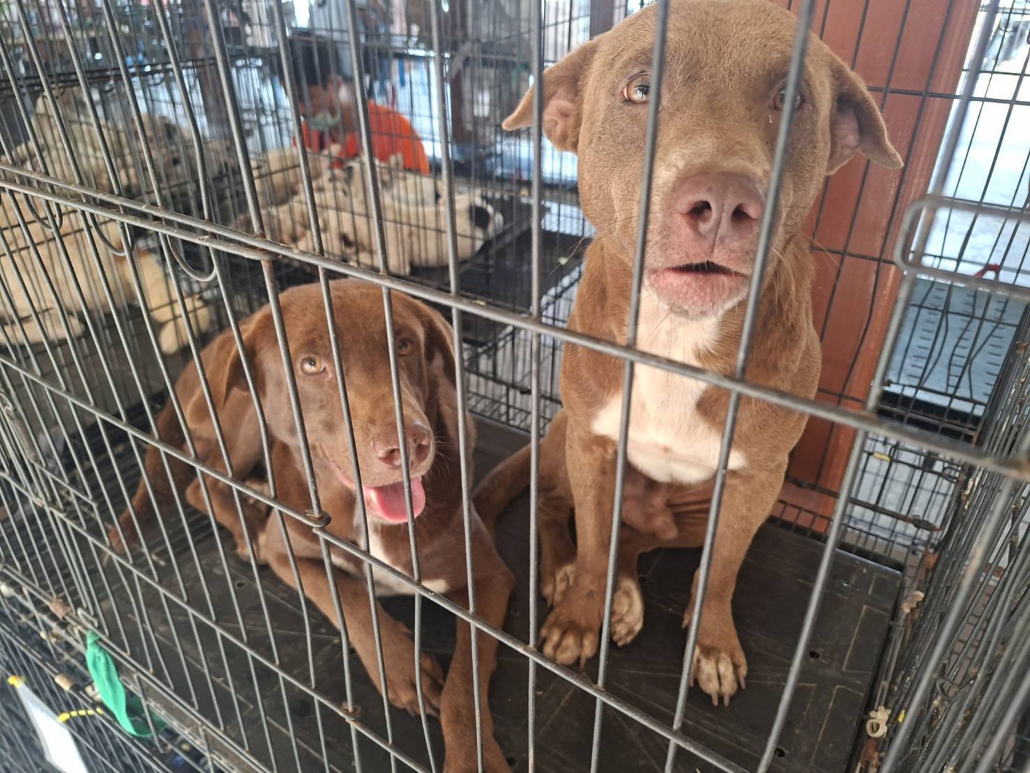 🎯💉🐕ชาวหาดเจ้าสำราญเตรียมตัว! มูลนิธิ Soi Dog ลงพื้นที่ฉัดวัคซีน-ทำหมัน "สุนัข" ฟรี!